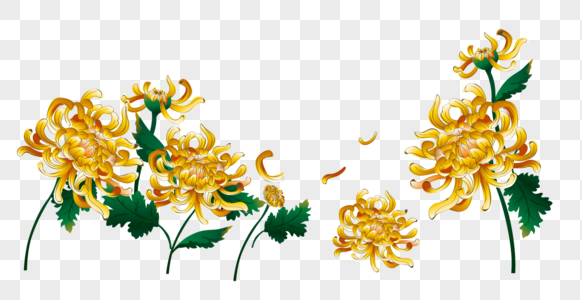 菊花黄色花卉边框高清图片