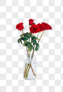 玫瑰花小清新红玫瑰高清图片