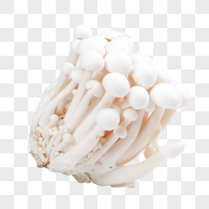 菌类白色蘑菇高清图片