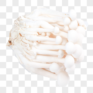 新鲜菌菇图片