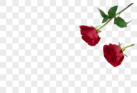 玫瑰唯美红玫瑰高清图片