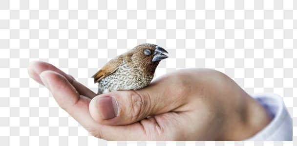 保护动物受伤的小鸟图片
