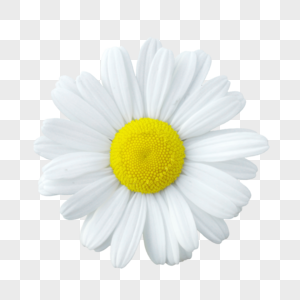 白色花朵开败的野菊花高清图片