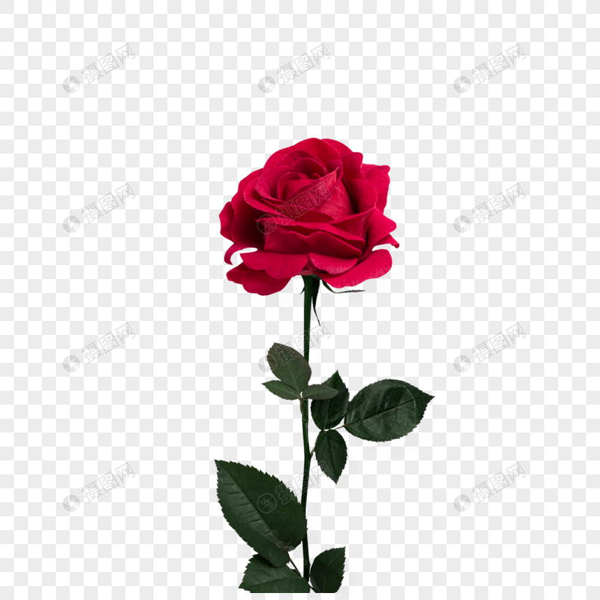 玫瑰花元素素材下载-正版素材400874437-摄图网