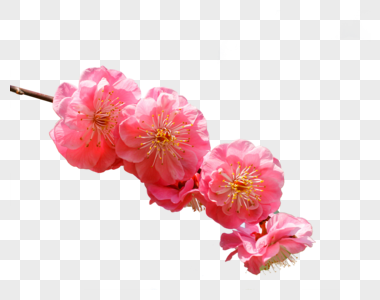 春天里的樱花高清图片