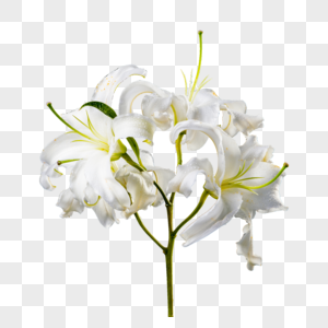 白色百合花装饰贺卡高清图片
