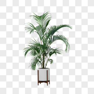 凤尾竹盆栽植物卷须高清图片