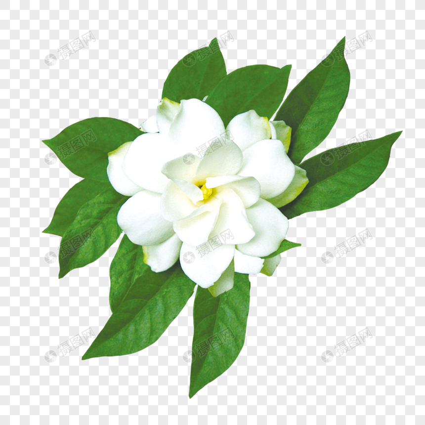 白色栀子花元素素材下载 正版素材 摄图网