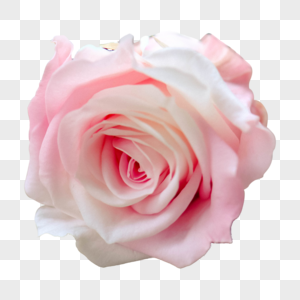 淡粉色花卉矢量图图片