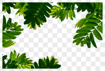 绿色树叶树丛点缀植物图片