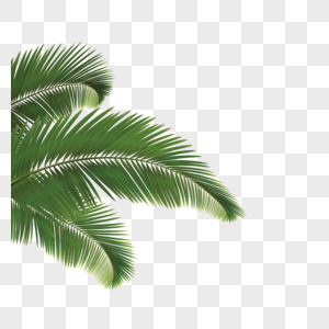 椰树椰子元素图片
