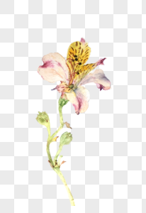 单枝花图片 单枝花素材 单枝花高清图片 摄图网图片下载