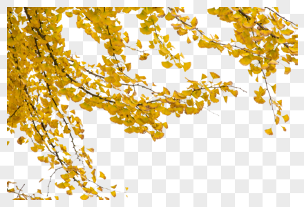 树林黄页素材高清图片