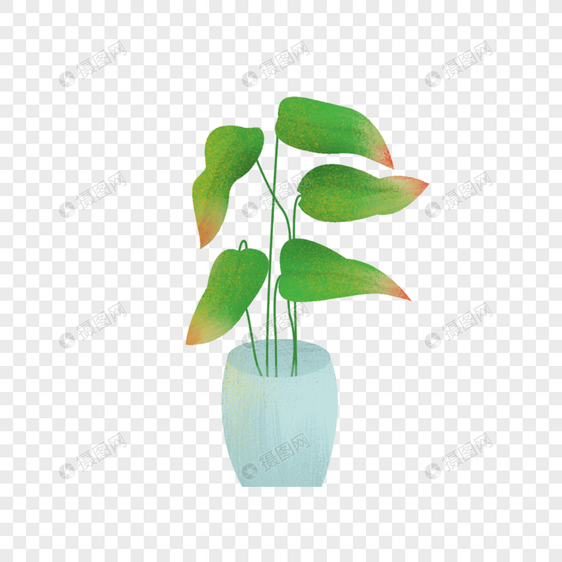 一盆植物图片