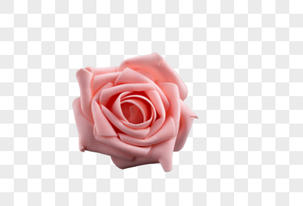 粉红色的玫瑰花图片