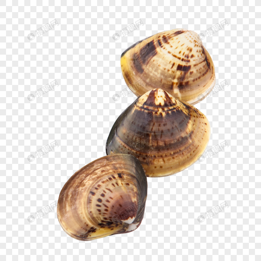 鲜美的文蛤元素素材下载-正版素材400962544-摄图网