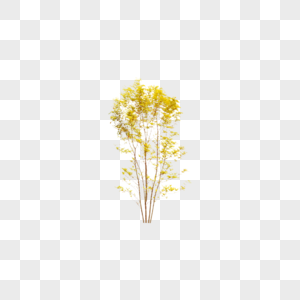 黄色的树图片