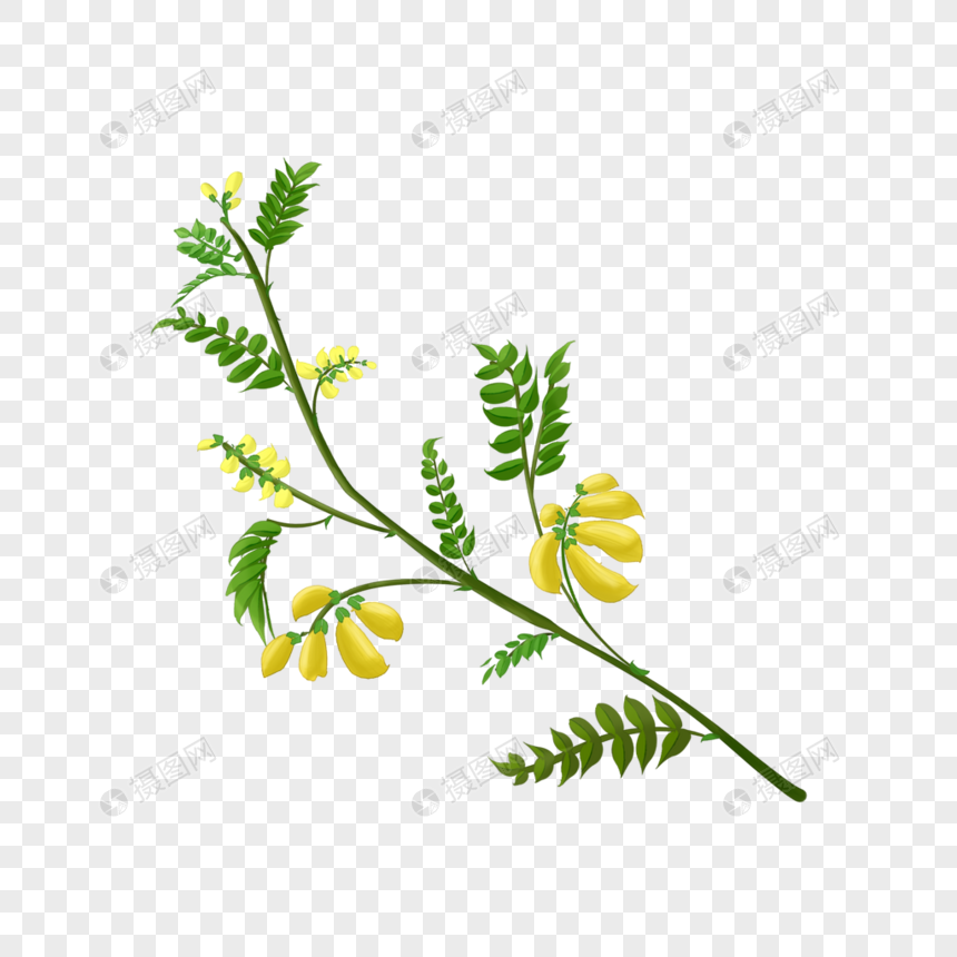 黄芪植物图片
