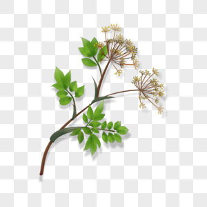 当归中草药图片