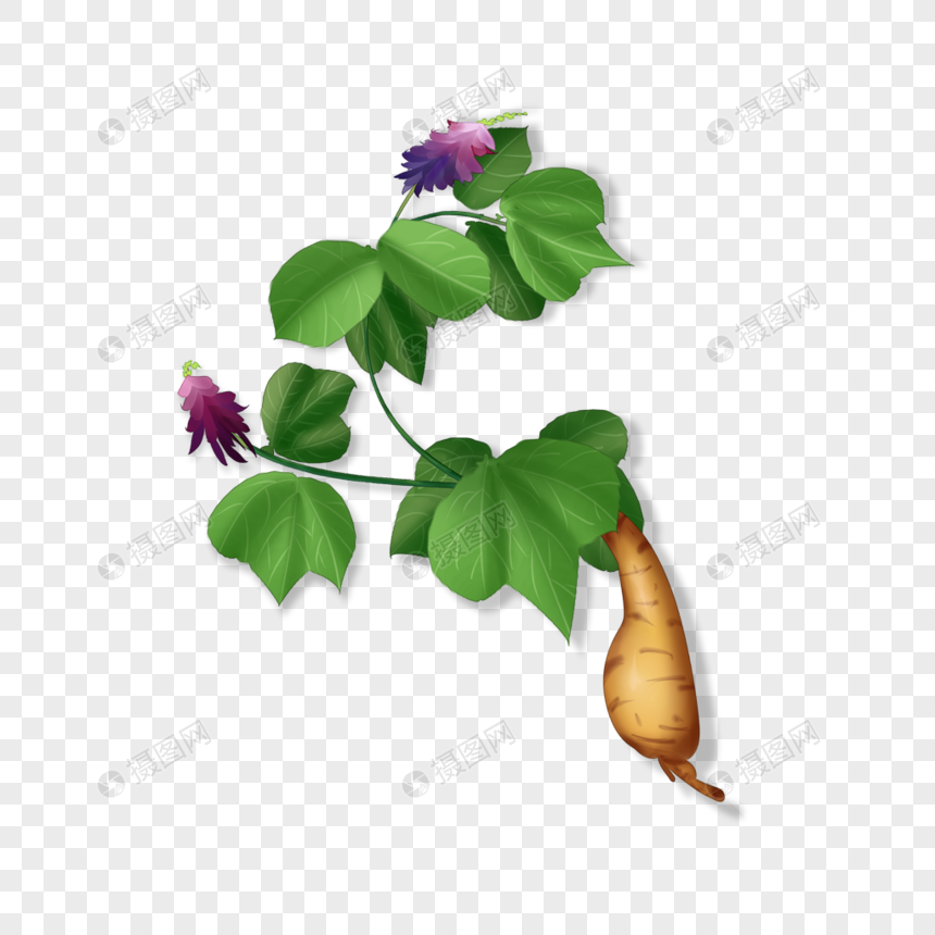 葛根植物元素素材下载 正版素材 摄图网