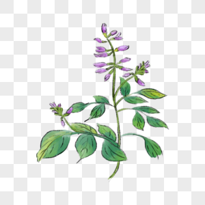 丹参图片素材