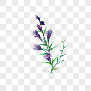 中草药远志图片