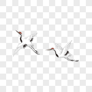 飞翔的仙鹤图片