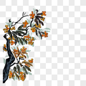 枇杷果树图片