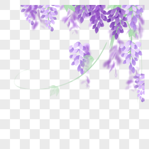 紫藤花一簇紫藤花高清图片