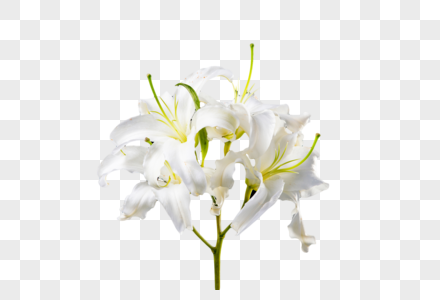 百合花图片 白百合花图片 红百合花图片