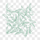 手绘橄榄植物图片