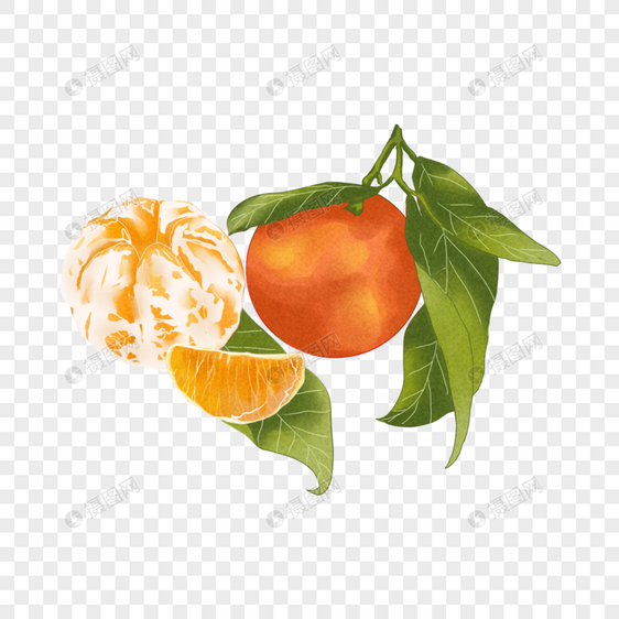 手绘橘子图片