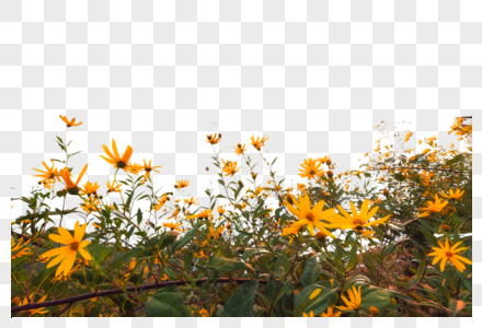 花植菊花悼念高清图片