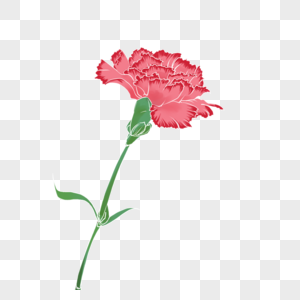 粉红康乃馨手绘康乃馨花朵高清图片