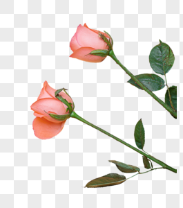 温馨浪漫玫瑰花图片