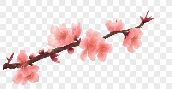 桃花枝粉色桃图片高清图片