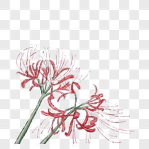 水墨彼岸花元素素材下载 正版素材 摄图网