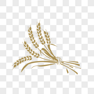 一束麦子小麦金色谷子高清图片