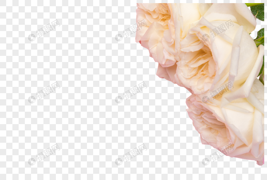 白色玫瑰花装饰图片