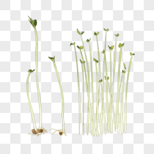 豆芽高清图片碗里的豆芽高清图片碗里的豆芽高清图片红豆芽高清图片芸