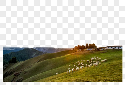 山丘羊群图片