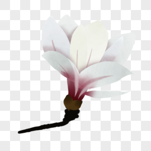 一朵清新淡雅白色玉兰花春天花卉图片