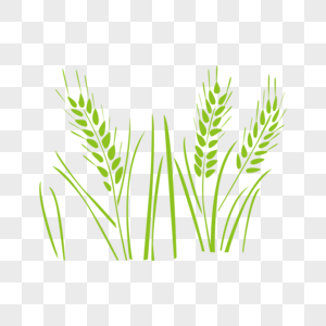 小麦五谷杂粮图片