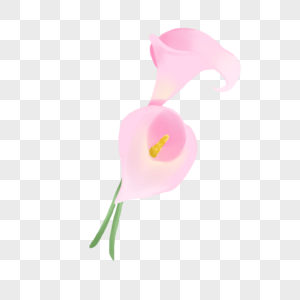 马蹄莲粉色茎秆高清图片