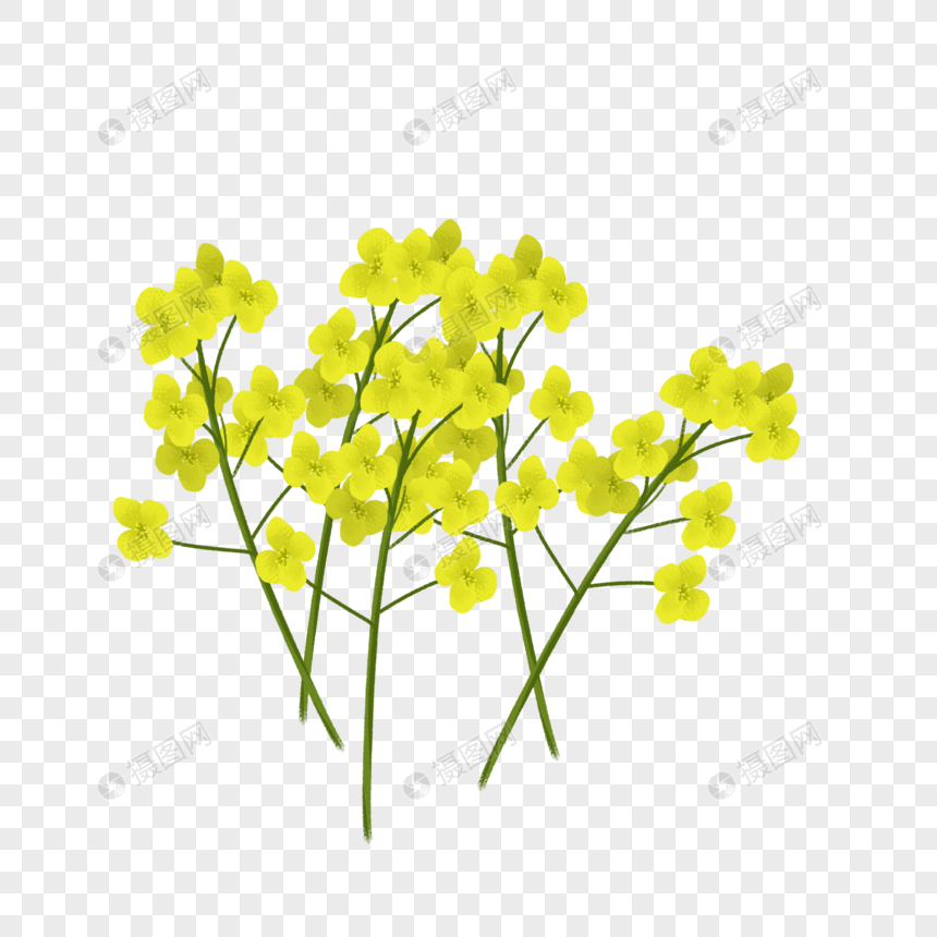 黄色油菜花图片