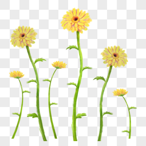 盛开的小菊花图片
