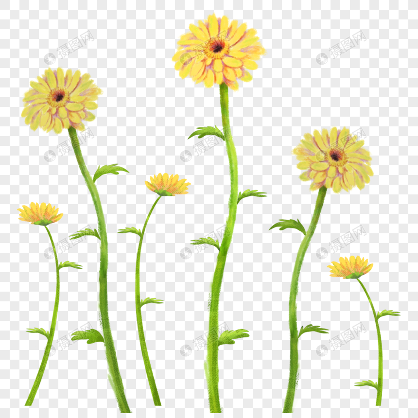 盛开的小菊花图片