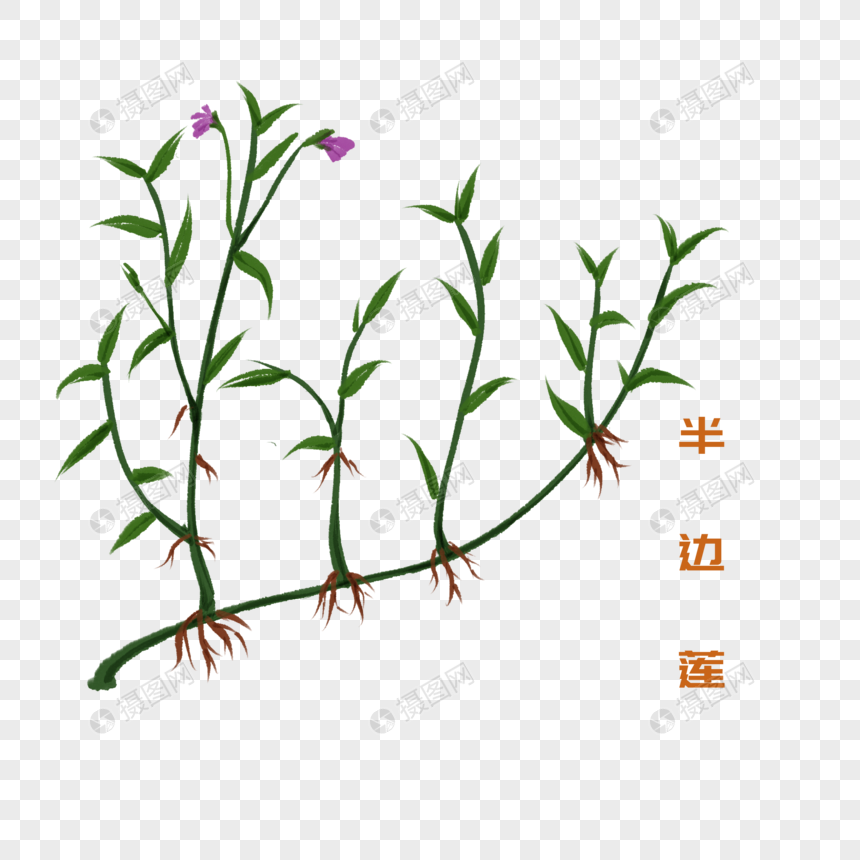 手绘水彩中药材半边莲