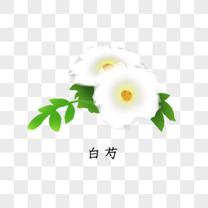 白芍药卡通图片