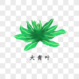 药材大青叶图片